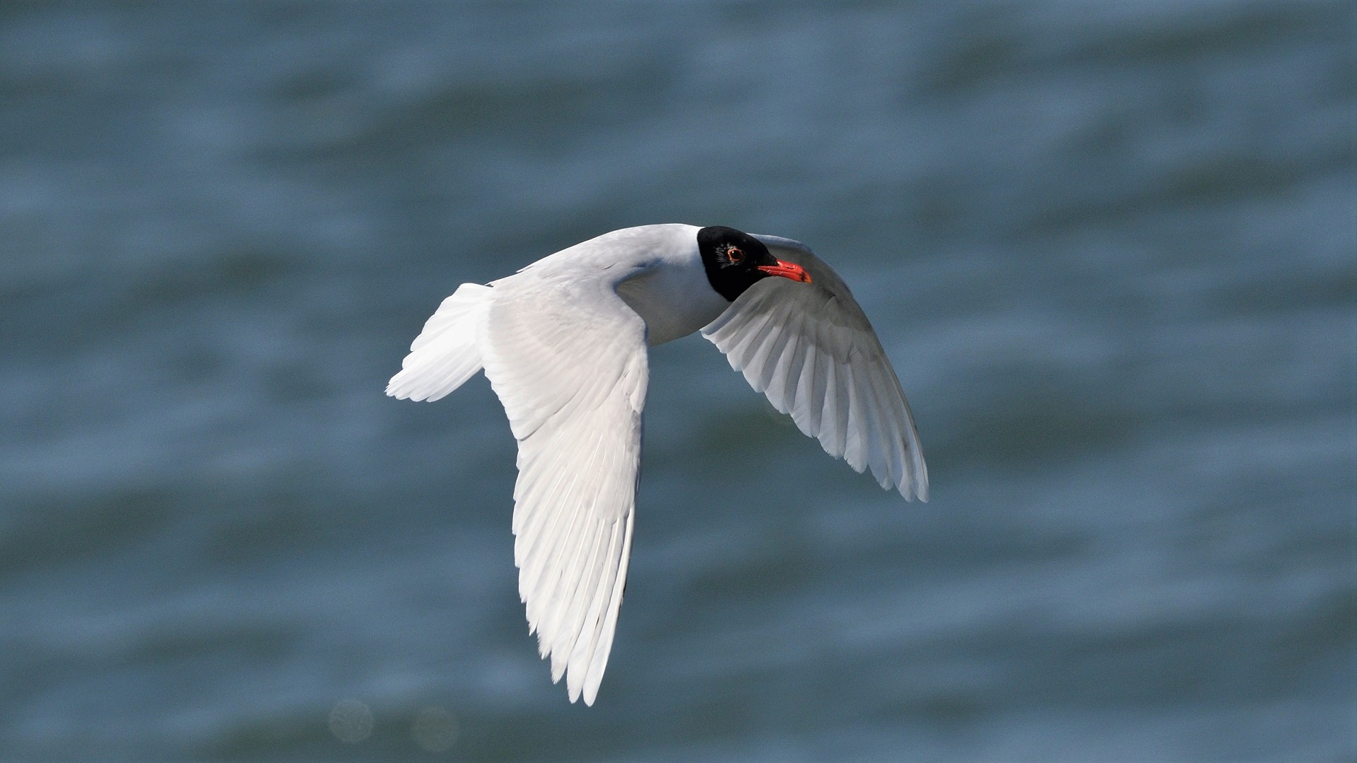 Mediterranean Gull
